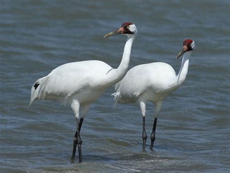 State's 1st wild-hatched whooping crane since 1939 turns 1