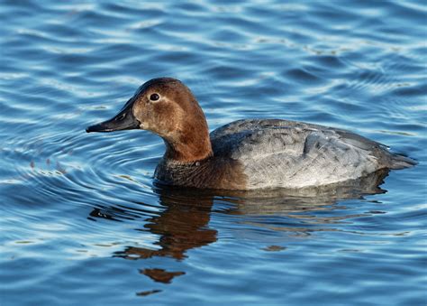 Pochard | BirdForum