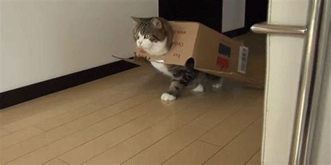 Cat In Box GIF - Find & Share on GIPHY