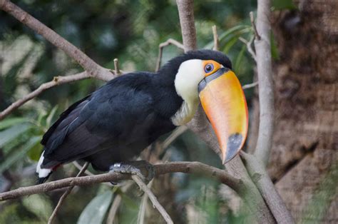 Toco Toucan - Phoenix Zoo