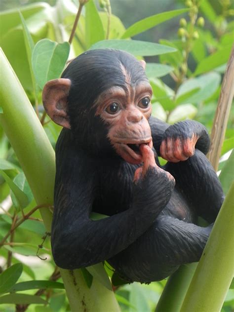 142 / 365 Baby Monkey in Banana tree | Flickr - Photo Sharing!