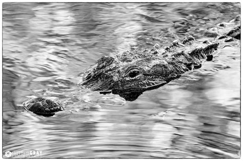 Gulf Island National Seashore Gator Pond - Best Photo Spots