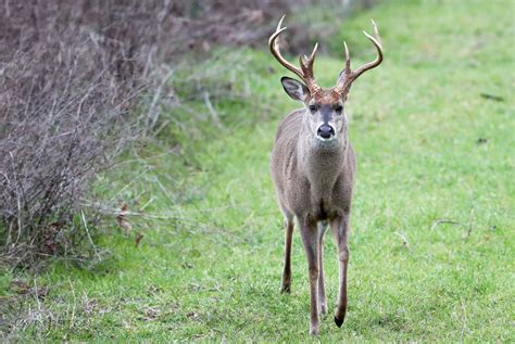 Alabama Wildlife - Jeff Livingston Photography Pensacola, Florida