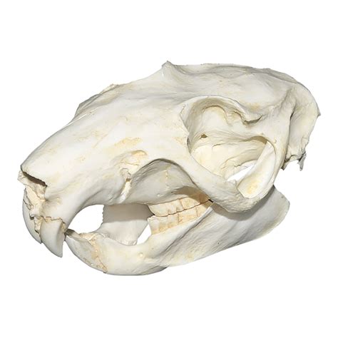 Replica Slender-tailed Cloud Rat Skull For Sale – Skulls Unlimited International, Inc.