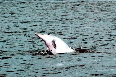 Tucuxi Dolphin – "OCEAN TREASURES" Memorial Library