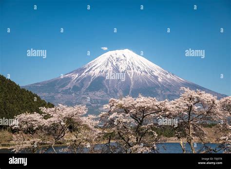 Mt. Fuji and Cherry Blossoms Stock Photo - Alamy