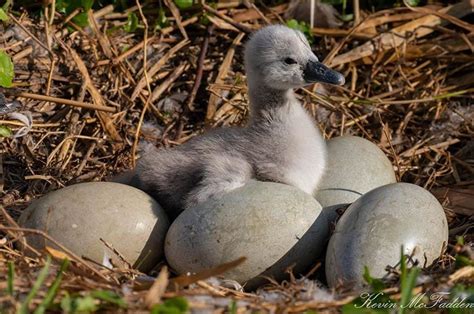 Mute swan Hatching - waiting on siblings to hatch Central FL : r/AnimalPorn