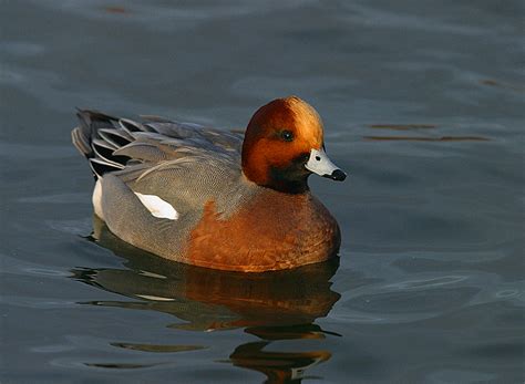 Wigeon drake photo - RAINBIRDER photos at pbase.com