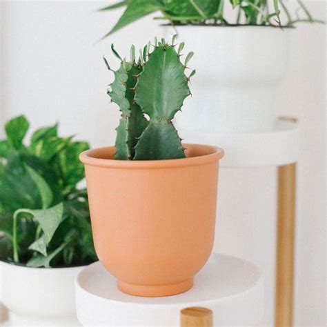 Best Indoor Plants for Beginners - Fit Foodie Finds