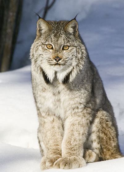 Lince Canadiense | Wiki Reino Animalia | Fandom