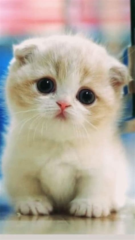 Cutest Animals in 2020 | Cute funny animals, Kittens cutest