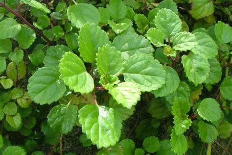 Plectranthus verticillatus