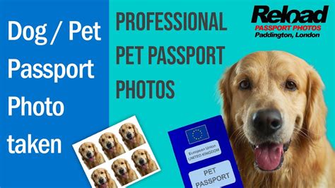 Dog Passport Photo / Pet Passport Photo - YouTube