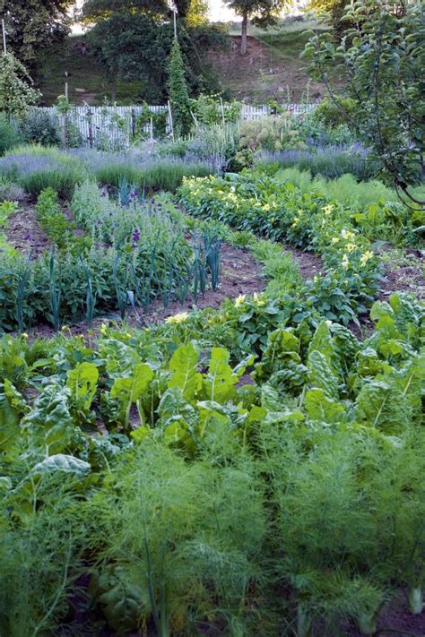 Plants with medicinal qualities: how to create an apothecary garden | Food forest garden ...