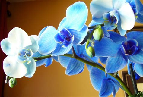 How To Care For Orchids Flower - InspirationSeek.com