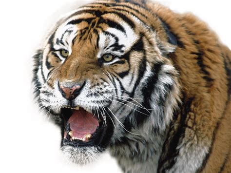 Tiger Head Png Transparent Background Free Download 3 - vrogue.co