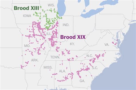 Cicada map 2024 for the double emergence of Broods XIII and XIX - The Washington Post