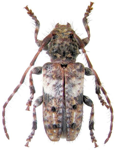 Pogonocherus - Alchetron, The Free Social Encyclopedia