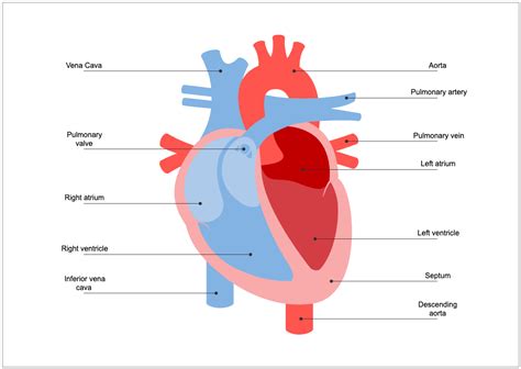 Human Heart Diagram for Biology Students | Human heart diagram, Heart diagram, Human body diagram