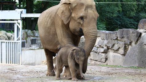 Elefantenjungtier "Minh-Tan" erobert Außenanlage im Zoo Osnabrück