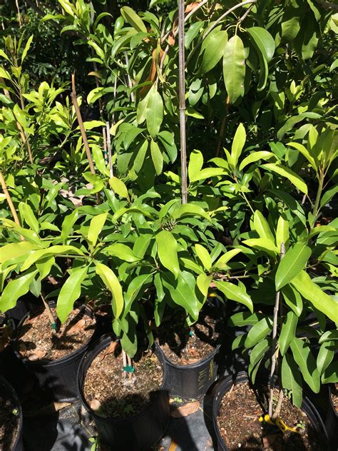 1 Live Well Rooted Sapodilla Sapoche Plant In Bearing fruits | Etsy