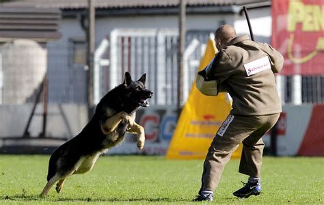 Training German Shepherd Dogs - The Right Way | Vislor