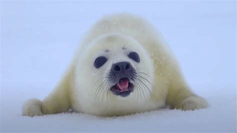 Cute Baby Seals Pictures