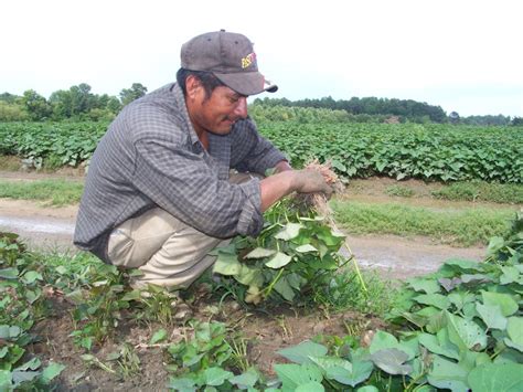 Wages | Farmworker Unit