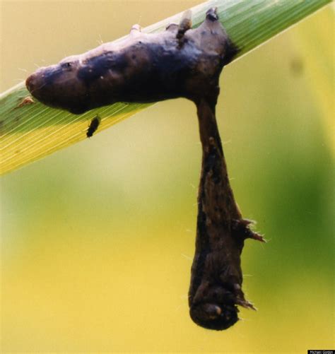 Zombie Caterpillars: Virus Liquifies Insect (PHOTOS) | HuffPost