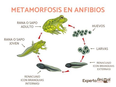 Animales que sufren la metamorfosis en su desarrollo