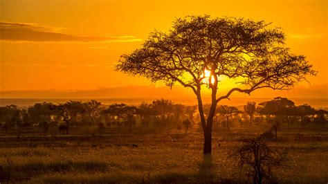 Golden sunset over the savanna in Serengeti National Park, Tanzania ...