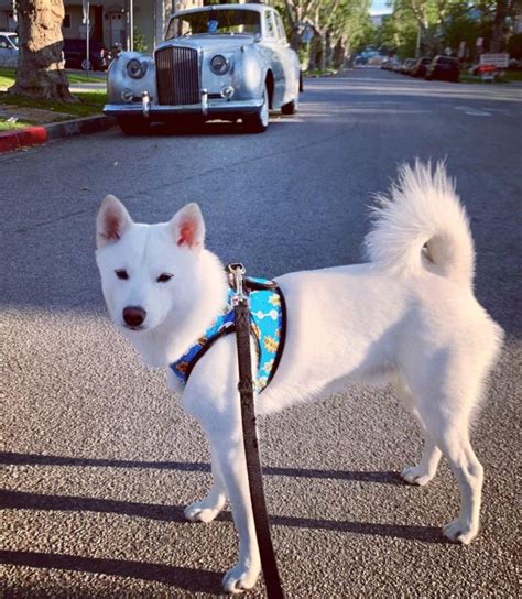 Shiba Inu Husky Mix: Your Best Guide To An Adorable Hybrid