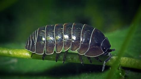 Throw Half An Orange In Your Garden To Banish Pesky Roly-Polys Once ...