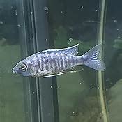 Amazon.com : Family of (5) African Cichlids 2" Live Tropical Fish Assorted Alonocara Peacock ...
