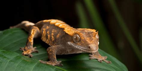 Crested Gecko (Correlophus ciliates) Care Guide / Care Sheet - Reptile ...