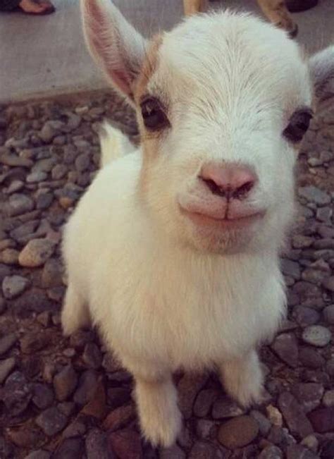 Baby Goat. Love the eyes of every animal! They all shout we are, and we ...