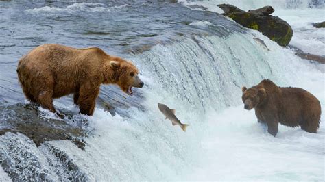 Watch This Angry Grizzly Bear Do Its Best Shark Impression and Swim After a Boat - AZ Animals