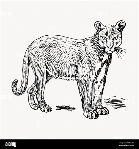 Puma drawing, vintage wild animal illustration vector Stock Vector ...