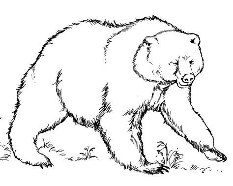 Grizzly Bear Coloring Page Printable Coloring Pages