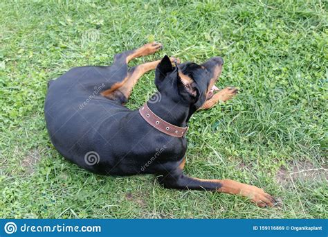 Big Black and Tan Doberman Pinscher with Cut Ears Lying on the Grass Stock Image - Image of ...