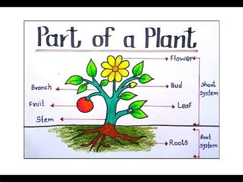 the parts of a plant labeled in pictures