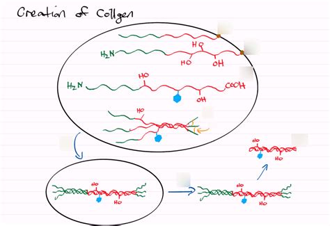 Collagen Synthesis Diagram | Quizlet