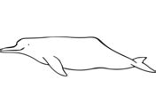 Baiji River Dolphin coloring page | Free Printable Coloring Pages