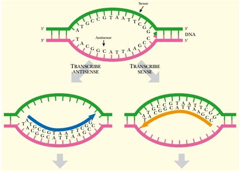 Antisense RNA Modulates mRNA Expression