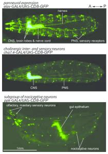 The Gal4-UAS system: Drosophila research tool - The Arrogant Scientist