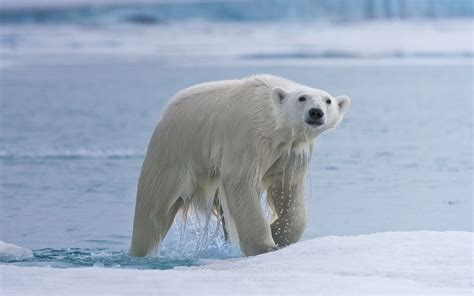 Polar Bear comes from water onto an ice floe. Spitsbergen coast, Svalbard, Norway. - Polar-Bears ...