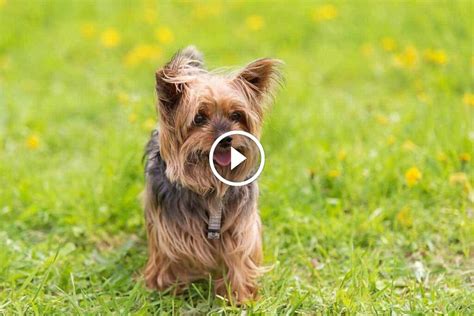 Yorkie Dog Names - WildCreaturey