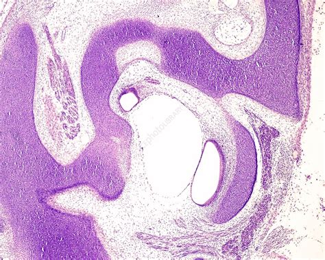 Utricle Histology