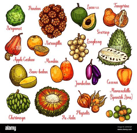 Exotic tropical fruits sketch with names. Vector pandan or pandanus ...