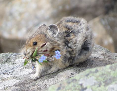 File:American pika (ochotona princeps) with a mouthful of flowers.jpg - Wikimedia Commons